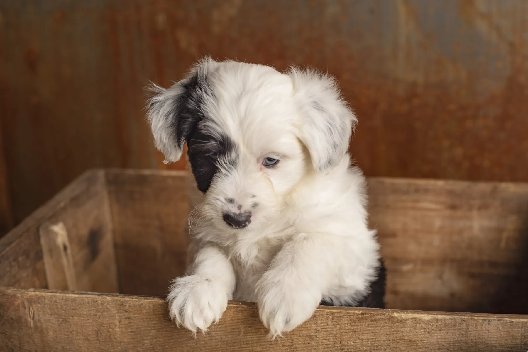 Michelle with Dorenlee puppies