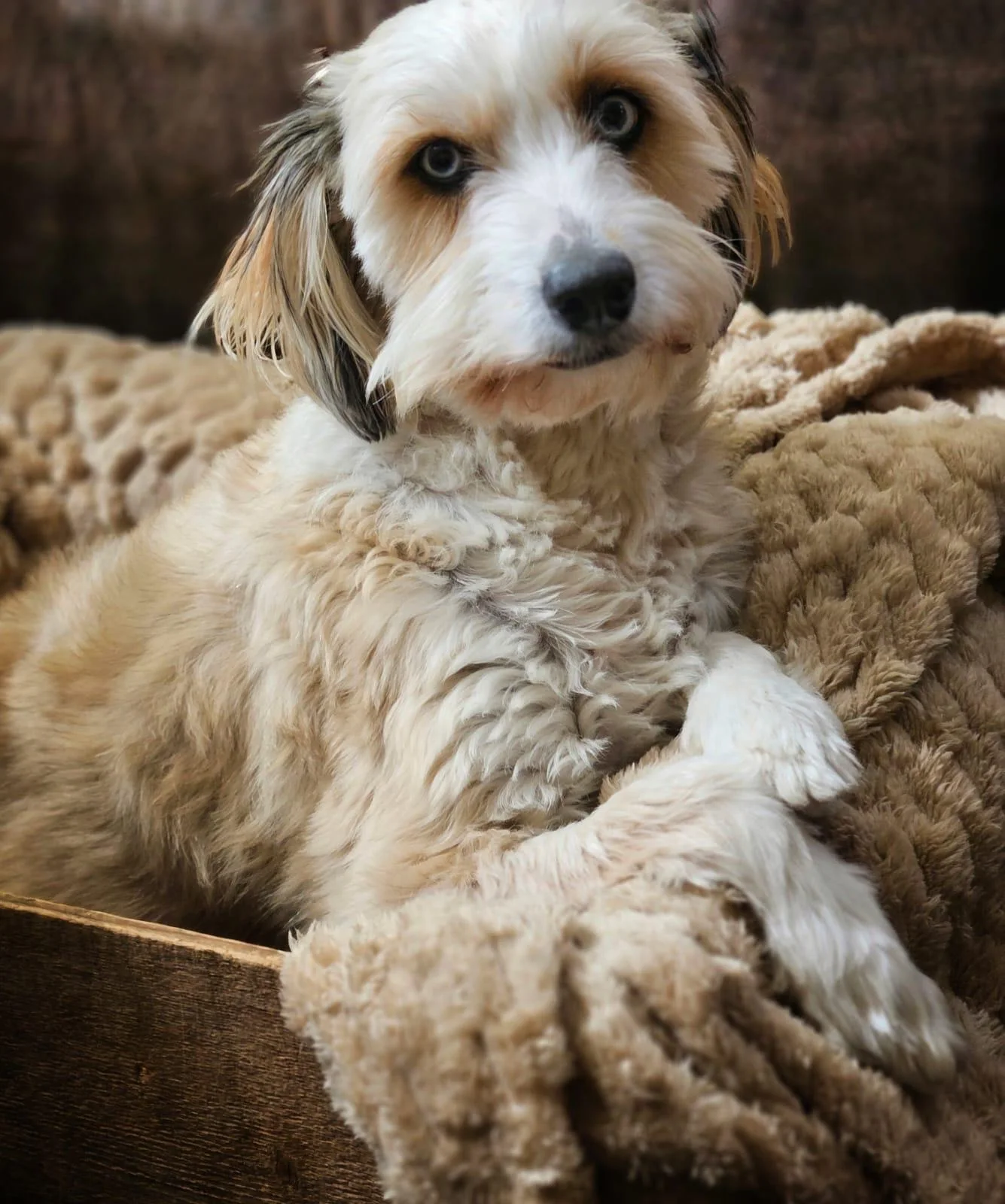 Annabelle, Aussiedoodle