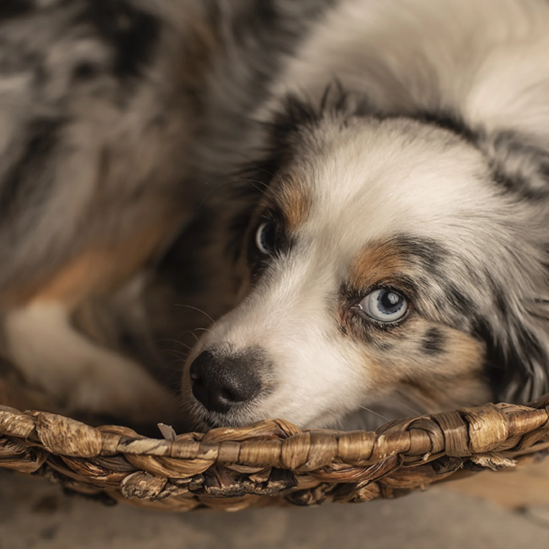 Bluebelle, Toy Aussie