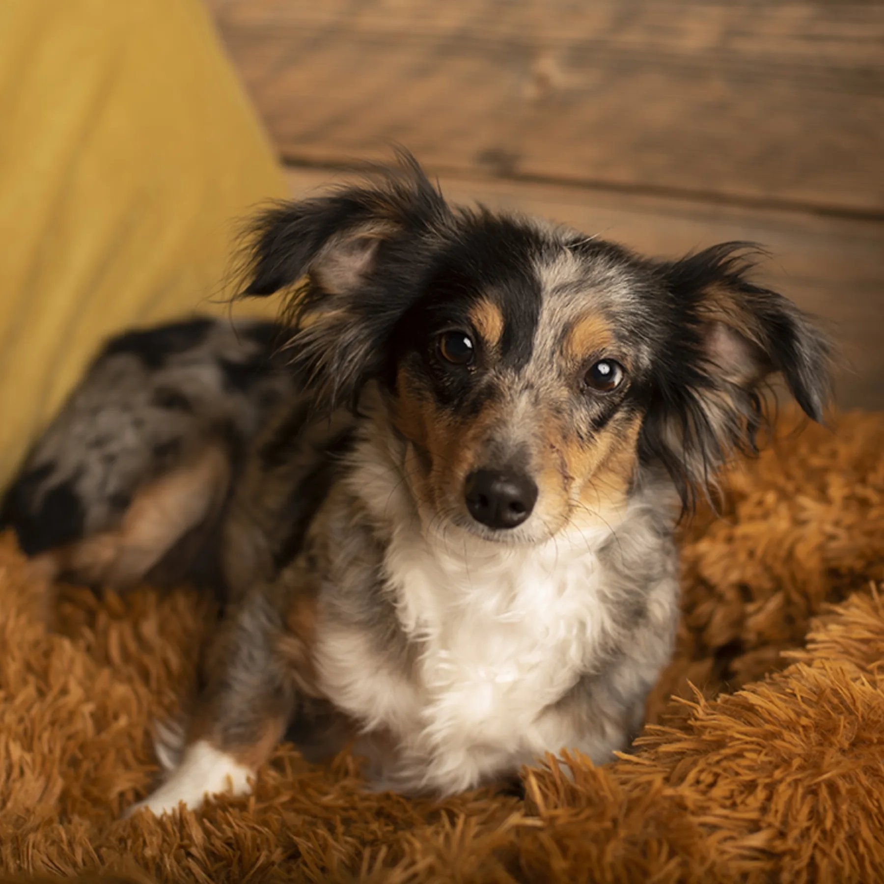 Caroline, Toy Aussie