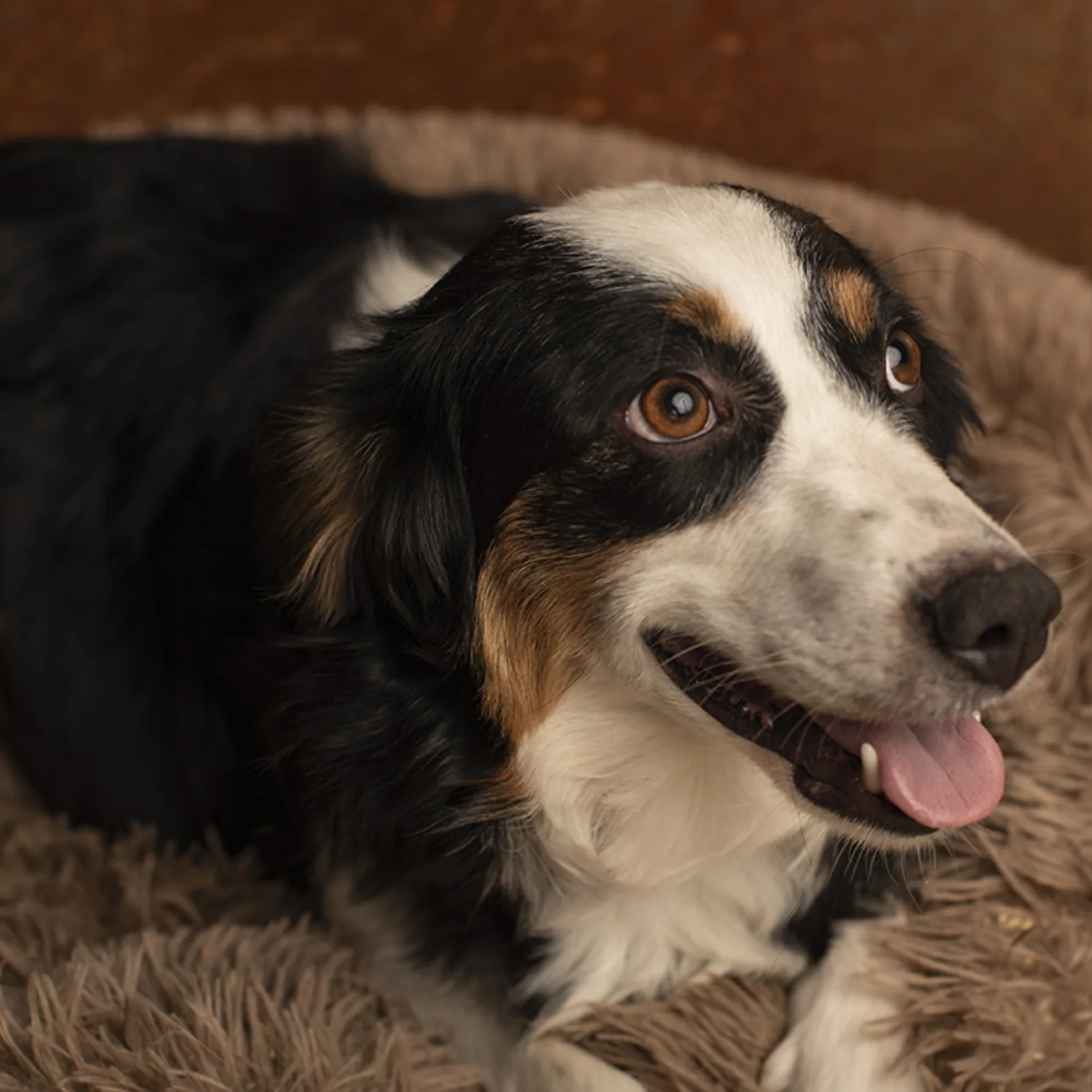 Daisey, Mini Aussie