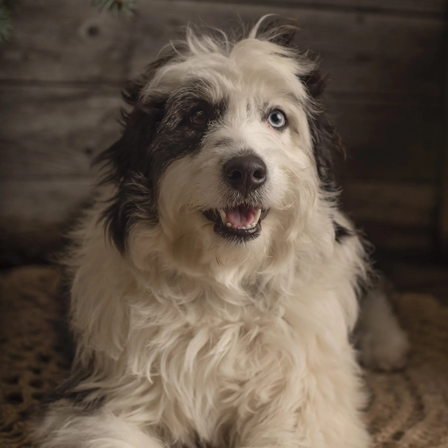 Dakota, First generation AussieDoodle