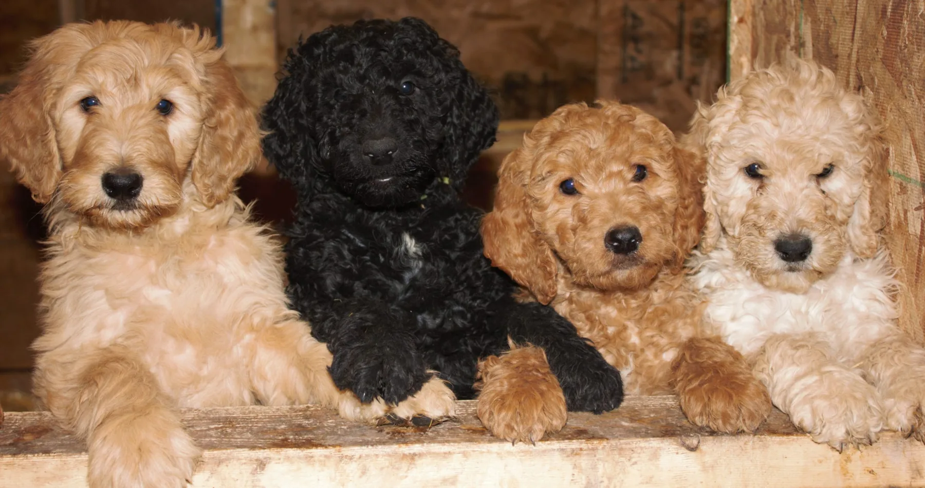 Dorenlee Darling Doodles ethical doodle breeding program in Alberta