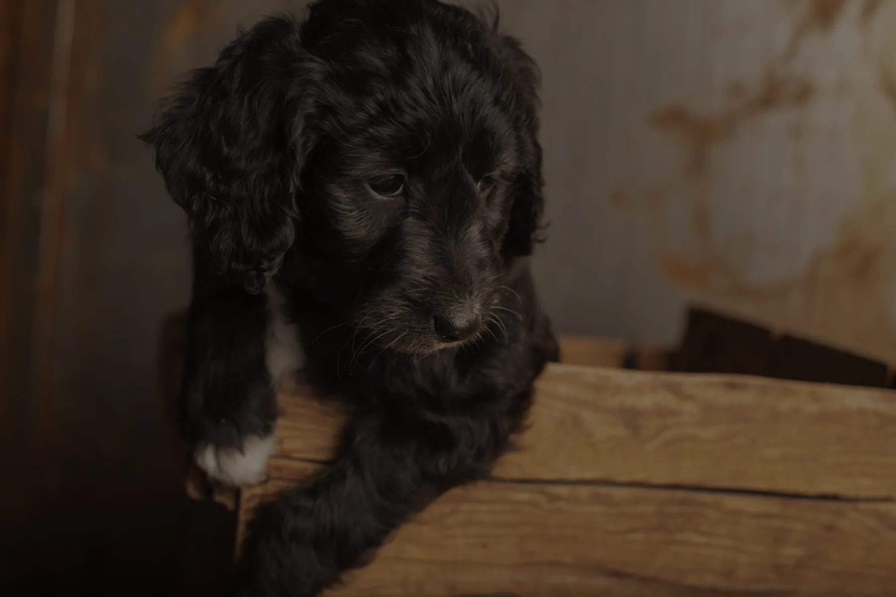 Black Dorenlee Darling Doodle puppy