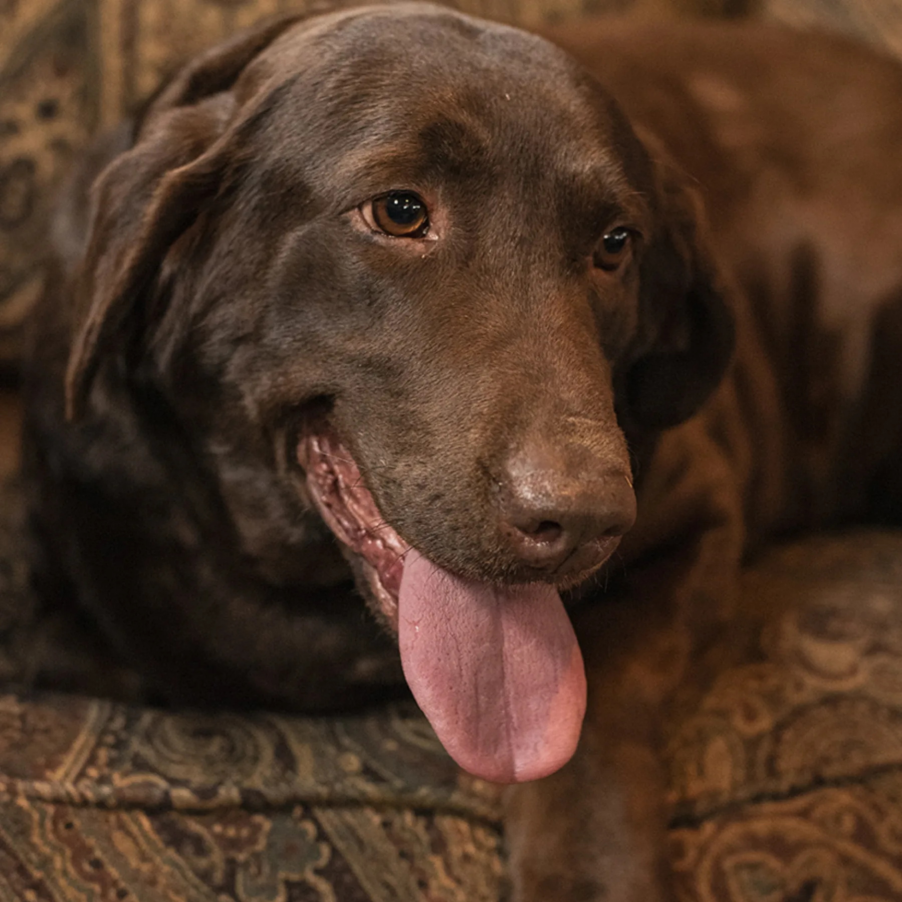 Lucy, Labrador