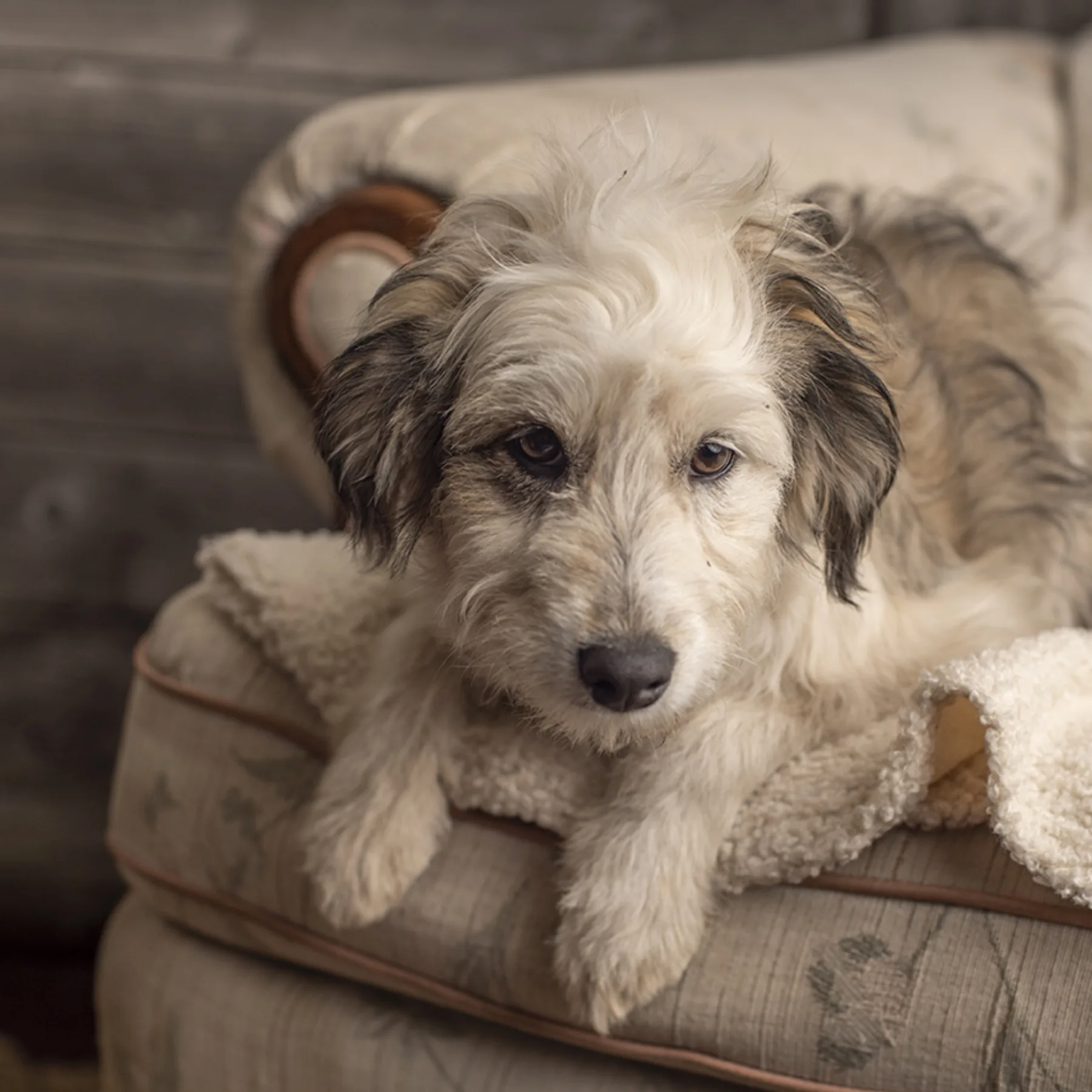 Maryland, First generation AussieDoodle