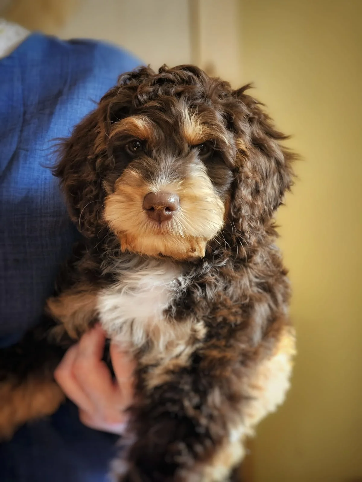 Step 7: Building Your Individual Puppy Plan (IPP)