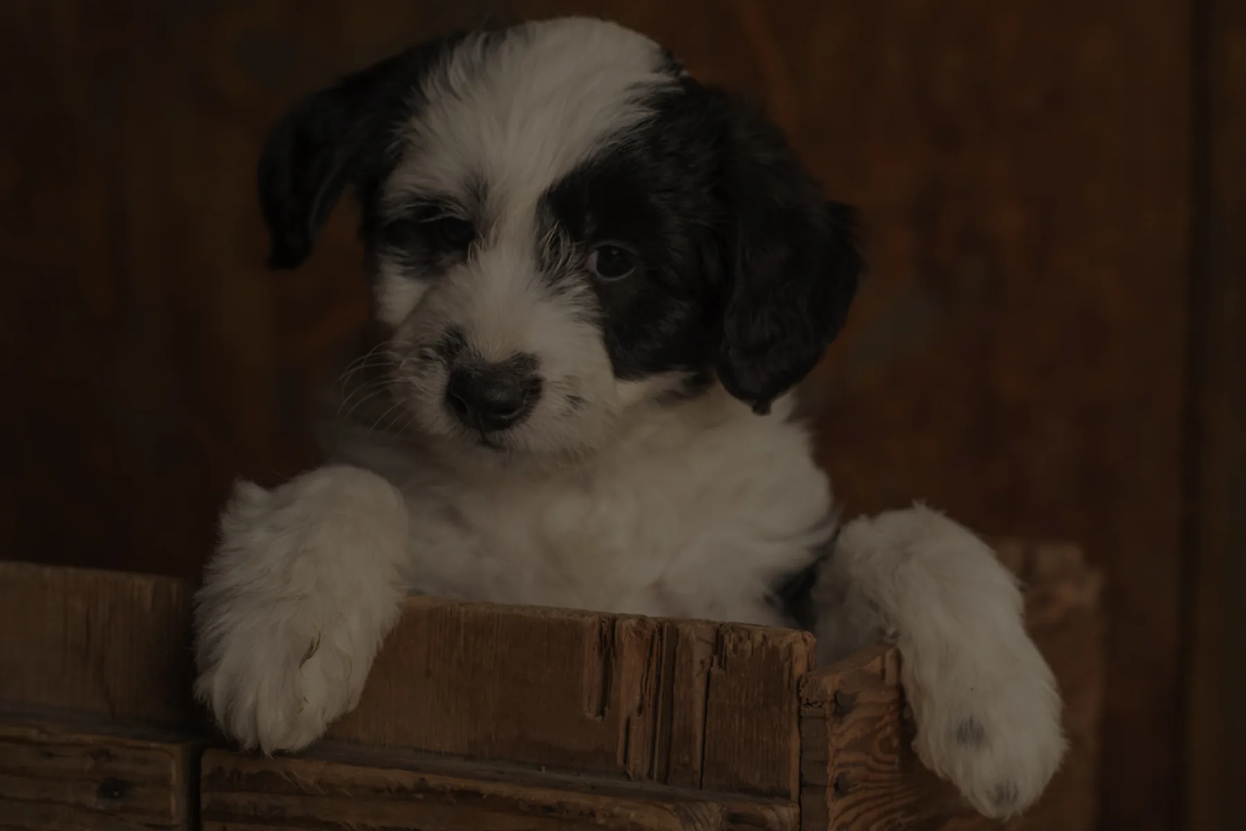 Dorenlee puppy in early development