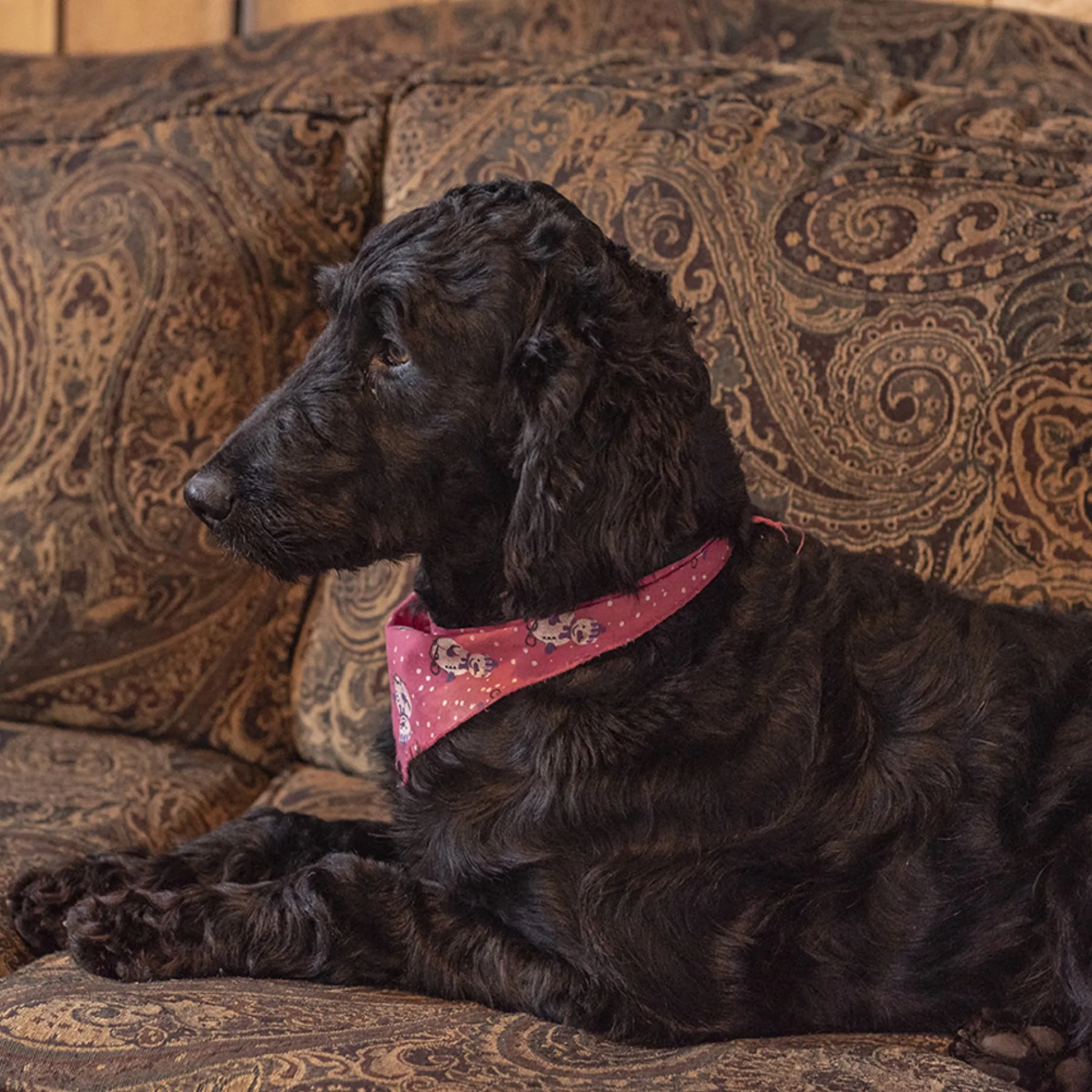 Saddy, Goldendoodle mom