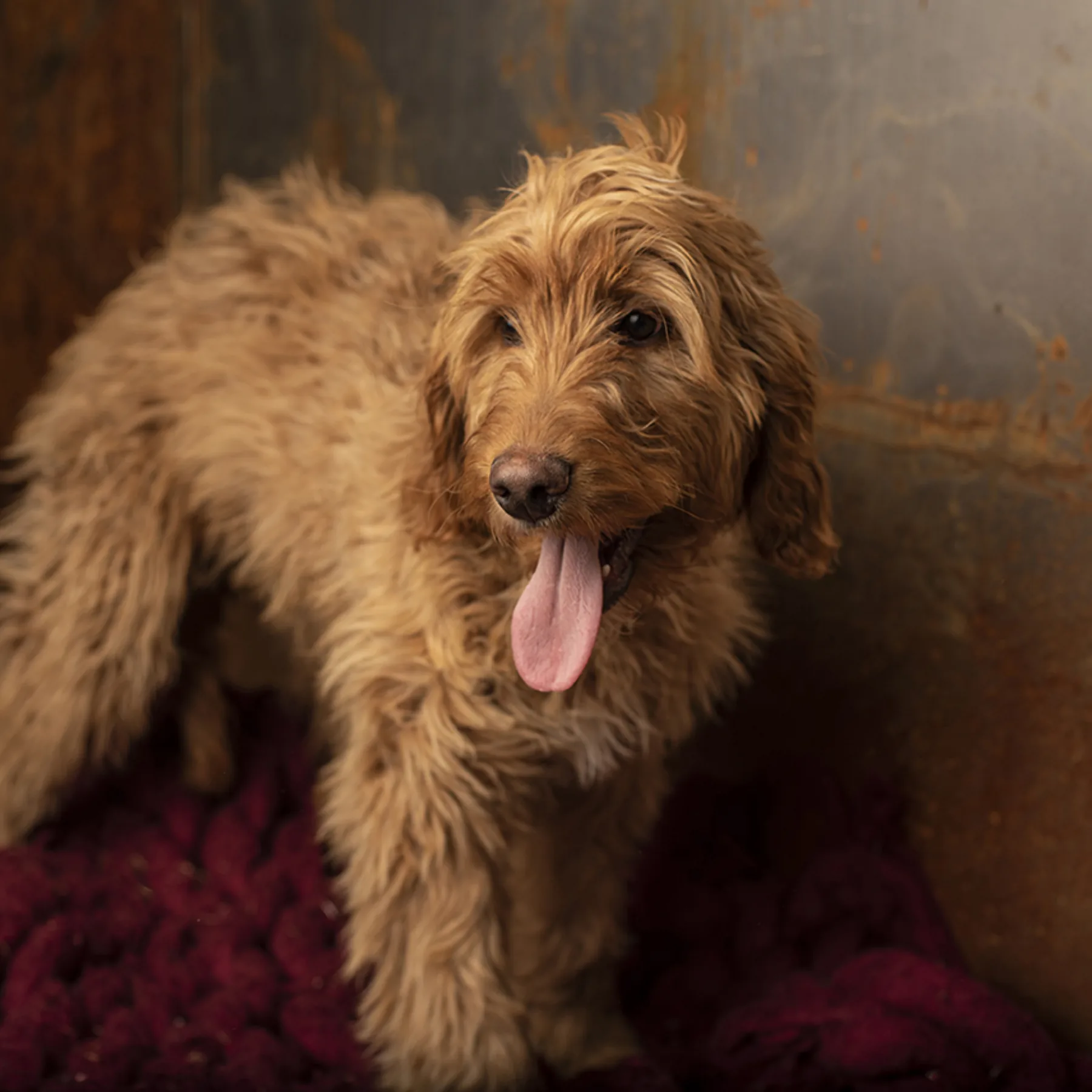 Scarlett, Future Irishdoodle mom