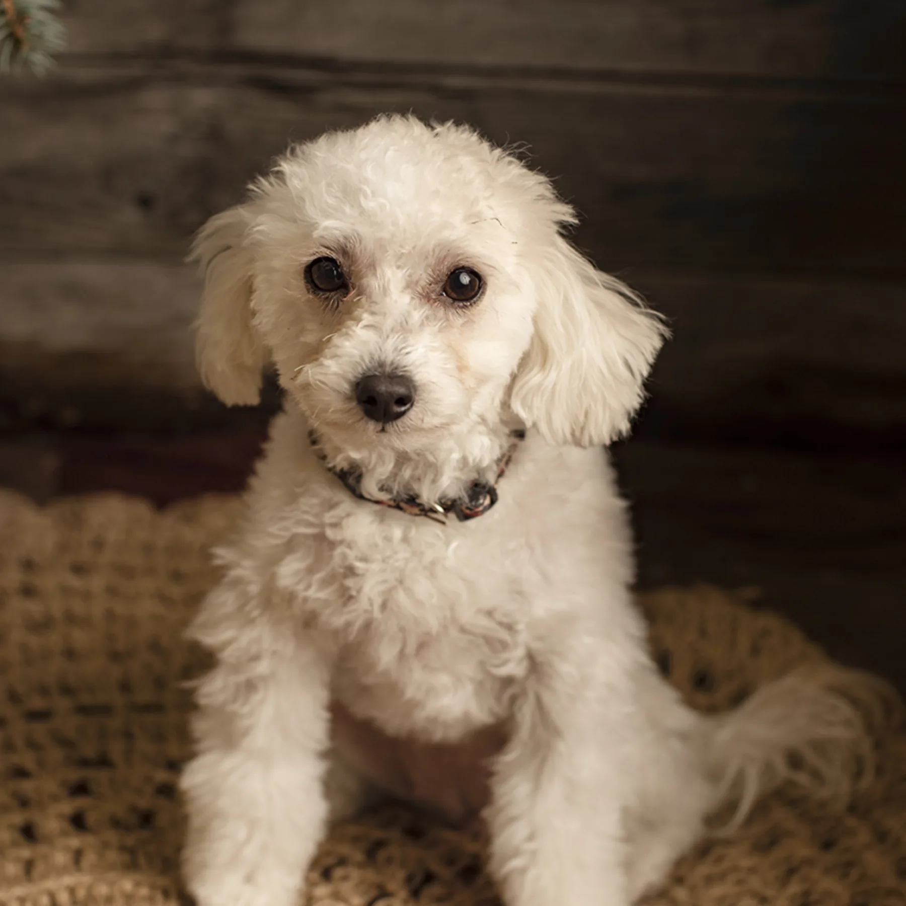 Tennessee, Toy Poodle