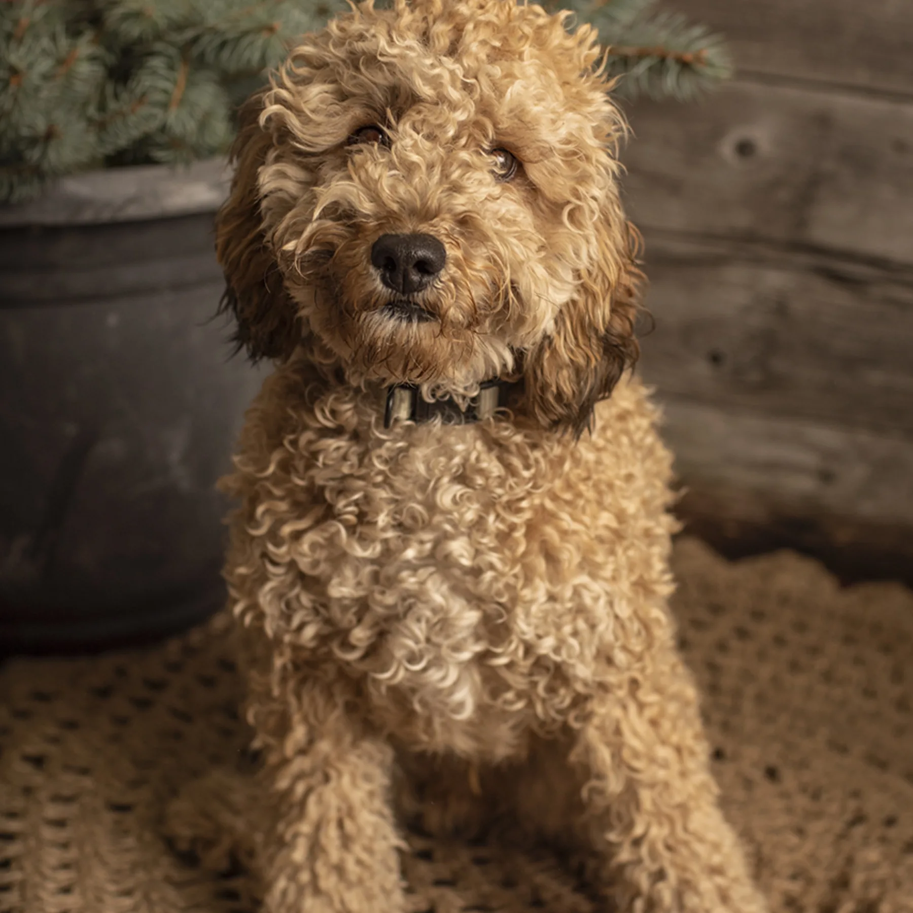 Tex, Poodle